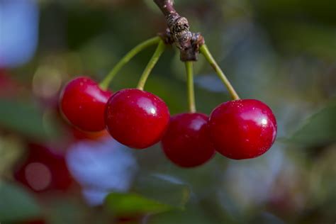 Healthy Montmorency Tart Cherries King Orchards