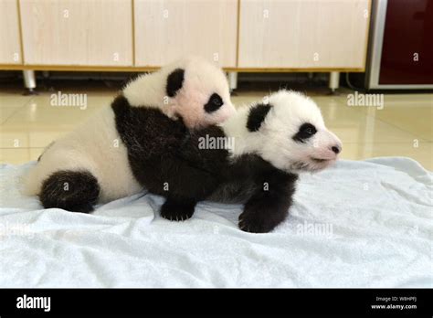 Giant Panda Cubs Born This Year Are Pictured During A Public Event At
