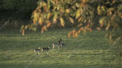Fallow Deer In Field Stock Video Clip K0047818 Science Photo Library