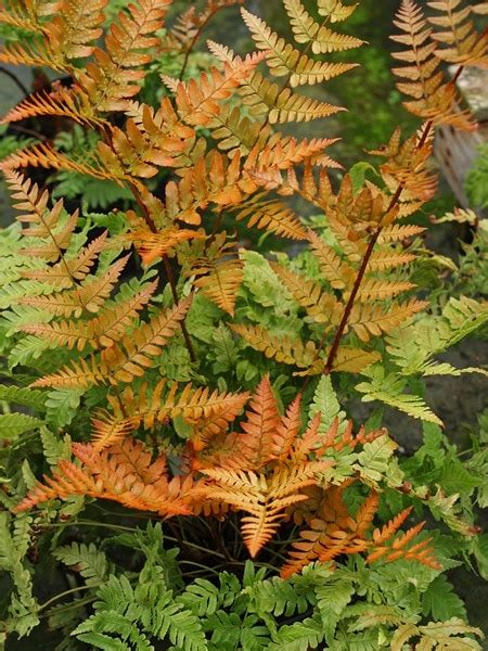 Dryopteris Erythrosora Plants To Your Door