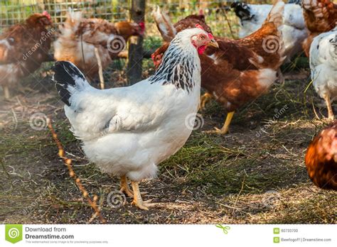 Flock Of Chickens And Roosters On The Farm Stock Photo Image Of