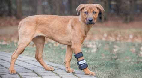 Why Is My Dog Limping Dog Leg Injuries Explained