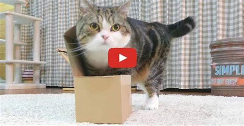Will Maru Fit In The Box We Love Cats And Kittens