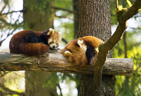 Red Panda Adaptations Animal Sake