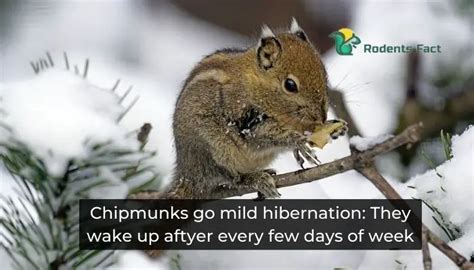 How Do Chipmunks Survive In The Winter