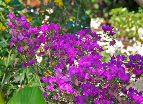 The organization into seasons, with styles described for each, lets growers and designers easily come back throughout the year for inspiration and instruction. Flowers in bloom all year round at the Tropical Parc ...