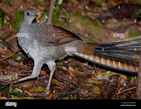 Male Superb Lyrebird Hi Res Stock Photography And Images Alamy