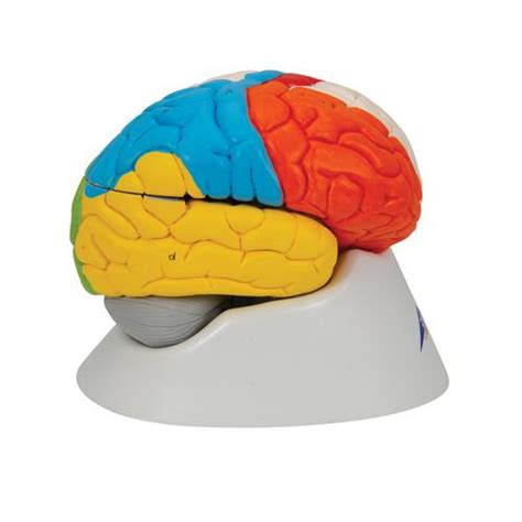 Anatomical Teaching Models Plastic Human Brain Models Neurological