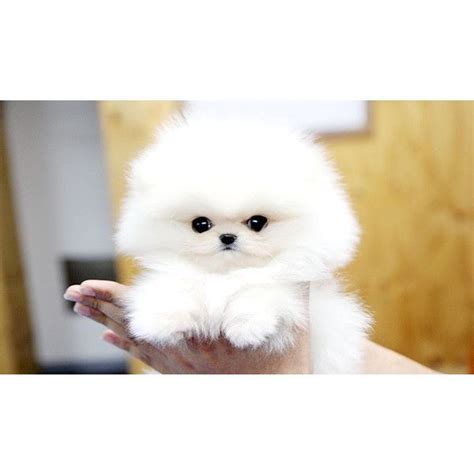 Miniature pomeranian full grown size. Top quality teacup pomeranian puppy - a photo on ...