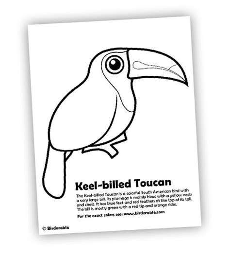 More images for cute toucan coloring page » Keel-billed Toucan Coloring Page in Free Downloads ...