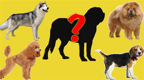 Try To Guess The Breed Of Dogs Funny Education Video For Kids With