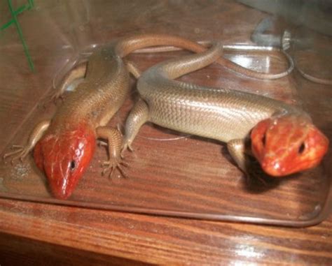 Redheaded Lizards Broad Headed Skinks Information And Photos Thriftyfun