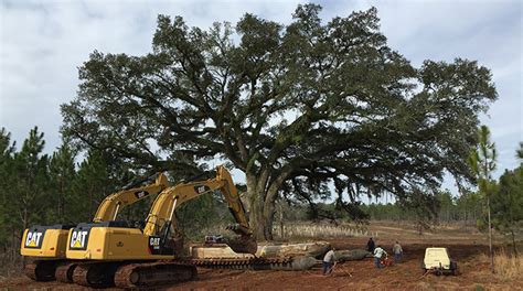 Large Tree Transplanting