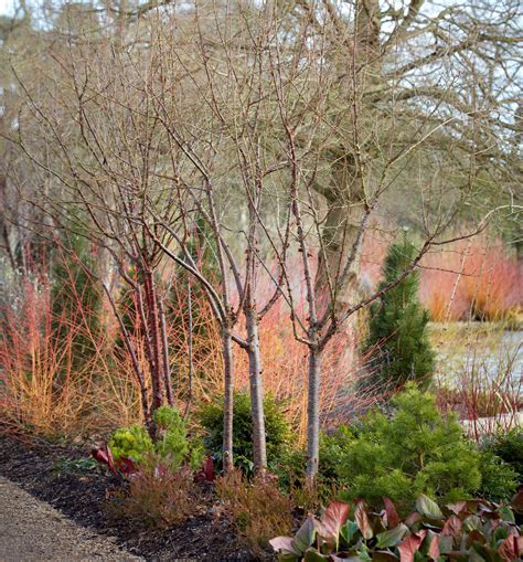 Landscape Ideas Blazing Color With Red Twig Dogwood 5 Ways Red Twig