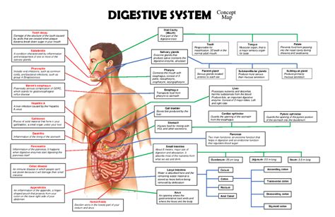 Concept Map Digestive System Oral Cavity Mouth First Part Of The Digestive Tract Tongue