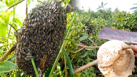 Easy Harvesting Honey From Honey Bees In Cambodia Of Asia Khmer Bees Life Of Natural Foods