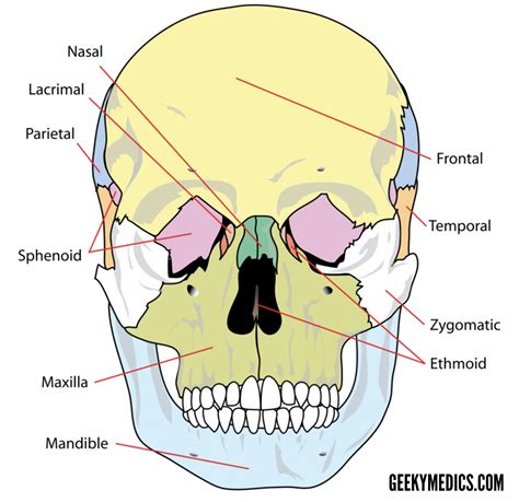 Skull, parietal bone, nasion, frontal process, lacrimal bone, nasal bone, spehenoid lesser wing, middle nasal. Bones of the Skull | Skull Osteology | Anatomy | Geeky Medics