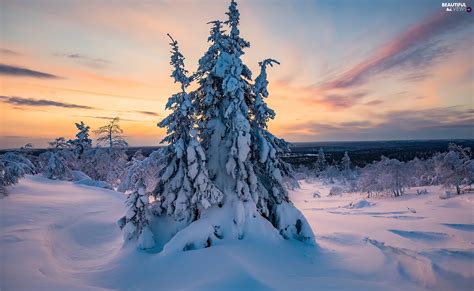 Trees Snow Trees Snowy Winter Great Sunsets Viewes Beautiful