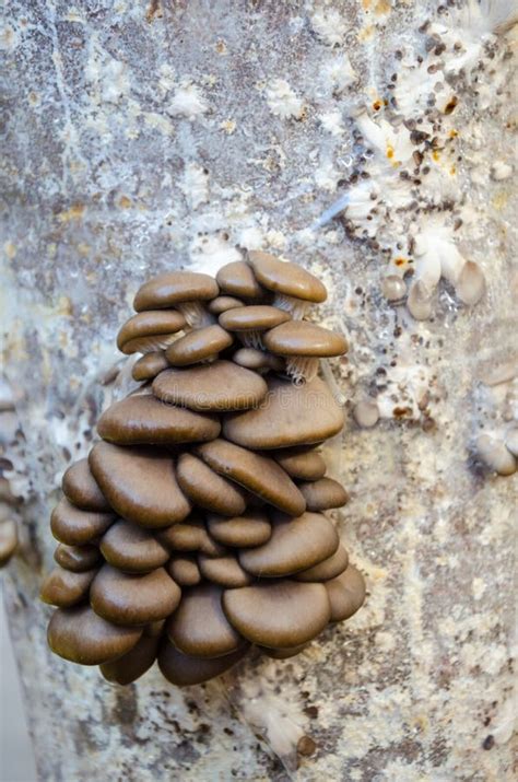Stack Of Mushrooms Growing On A Tree Trunk Stock Photo Image Of