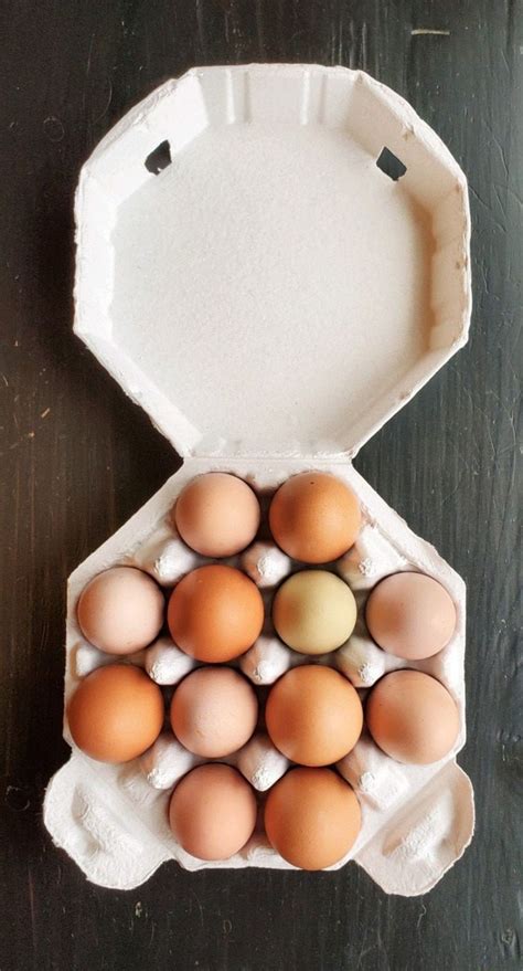 Set Of 10 Egg Cartons Holds A Full Dozen Chicken Eggs Octagon Carton