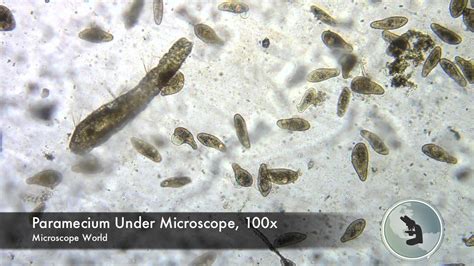 Paramecium Under Microscope 100x Micropedia