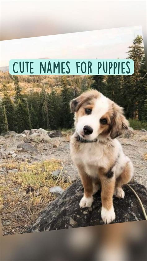 Cute Names For Puppies Cute Puppy Names Cute Animal Names Cute