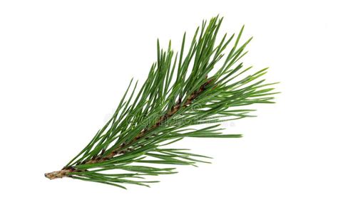 Green Natural Pine Branch Isolated On White Background Stock Photo