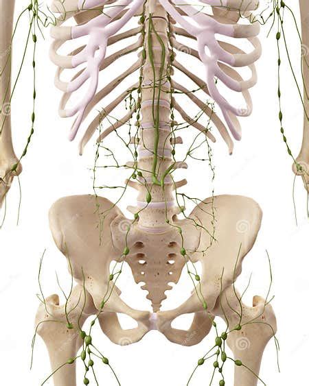 The Abdominal Lymph Nodes Stock Illustration Illustration Of Human