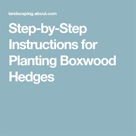 How To Plant A Dwarf Boxwood Hedge Boxwood Hedge