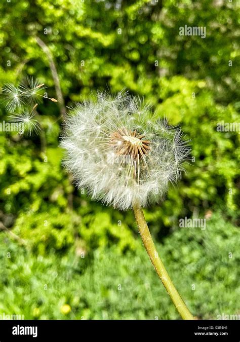 Dandelion Clock Blowing In The Breeze Stock Photo Alamy