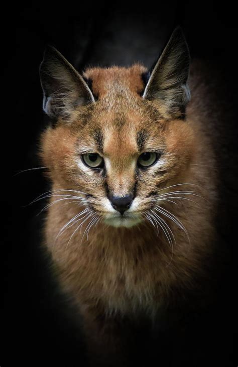 Caracal Cat In The Shadows Photograph By Athena Mckinzie Fine Art America