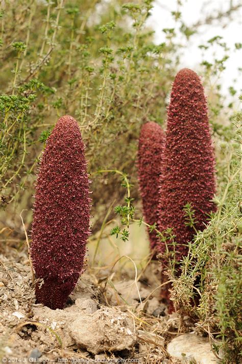 Parasitism is a symbiotic relationship between species, where one organism, the parasite, lives on or inside another organism, the host, causing it some harm. Plantas parásitas en la Ribera de la Algaida - Asociación Serbal Almeria