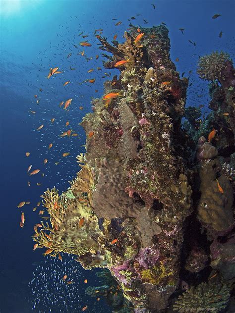 Diving In El Quadim Bay In The Red Sea Under The Sea Deep Sea Sea Life