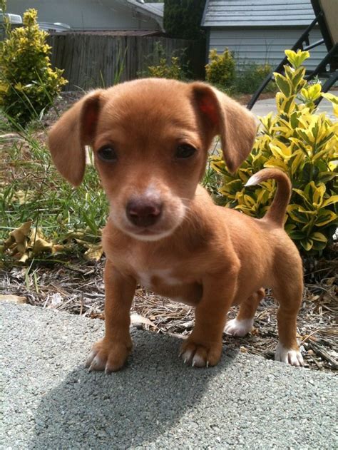 Pictures Of Chiweenie Puppies Chihuahua Puppies For Sale Puppyspot