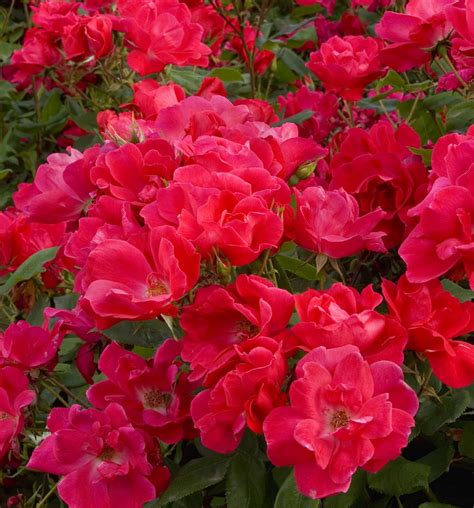Red Knock Out Rose Bush Everblooming Pot Walmart Com
