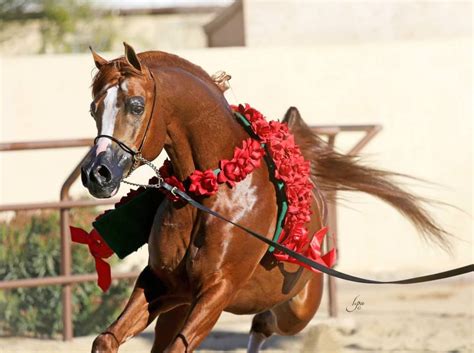 Maybe you would like to learn more about one of these? Enzo Padrons Psyche x RD Bey Shahmpane Photo by Lysa Roman ...
