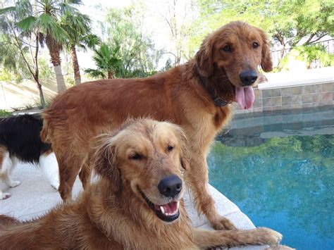 9 Reasons Why Everyone Loves A Golden Retriever | SonderLives