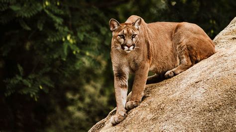 Cougar Is Sitting On Rock In Green Tree Branches Background 4k Hd