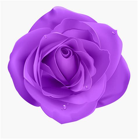 Purple Rose Clip Art Free Transparent Clipart Clipartkey
