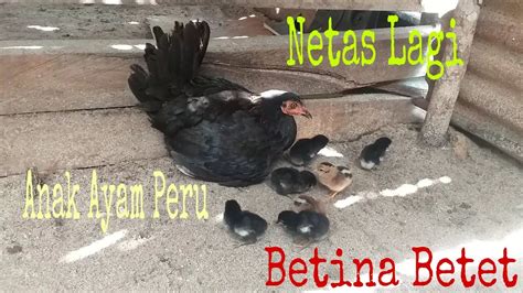 Sabung ayam peru, sabung ayam nasional amerika latin. Anakan Ayam Peru ( Pure Peruvian ) Betina Ayam Bali - YouTube
