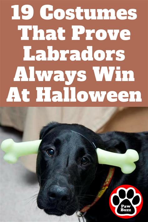 19 Costumes That Prove Labradors Always Win At Halloween Puppy