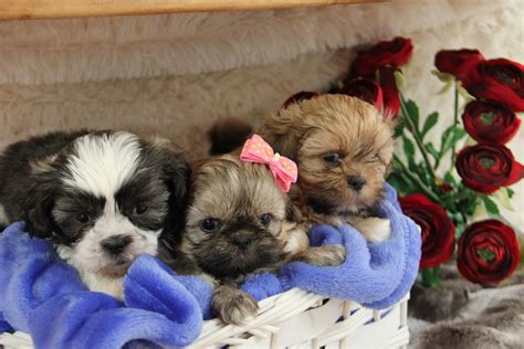 Shih Tzu Puppies For Sale Phoenix Az 245160 Petzlover