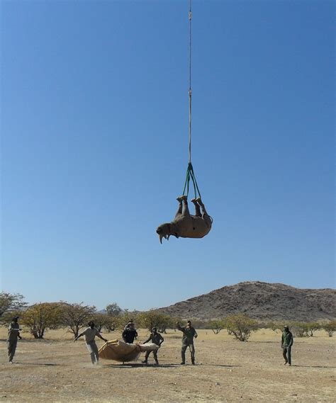 Upside Down Rhino Research Wins Ig Nobel Prize Bbc News