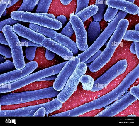 Escherichia Coli Bacteria Coloured Scanning Electron Micrograph E