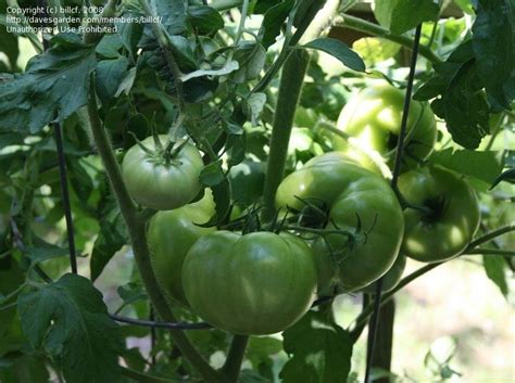 Plantfiles Pictures Tomato Patio Lycopersicon Lycopersicum By