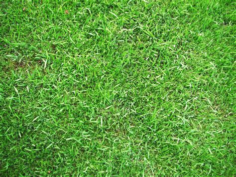 Grass Texture By Heavensinyoureyes On Deviantart