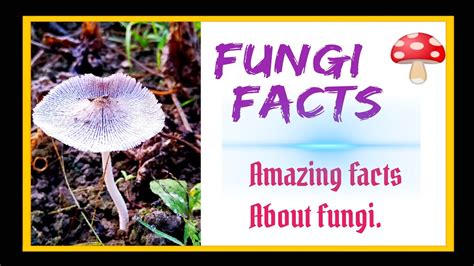 Amazing Facts About Fungi Fungi Facts Part 1 Youtube