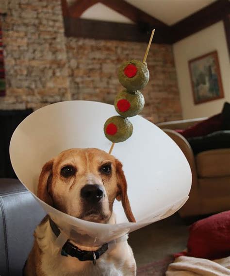 12 Pet Cones That Your Pets Will Love To Hate Demilked