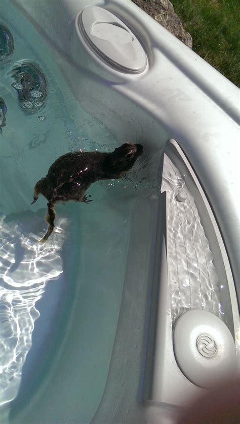 A Stupid Gopher Fell In And Pooped In My Hot Tub Firstworldproblems