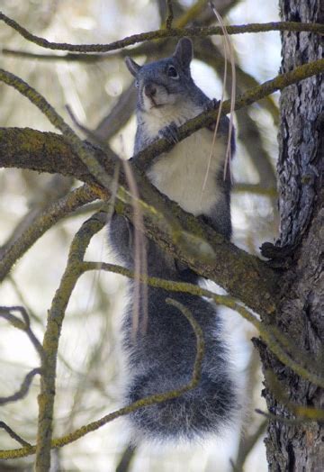 Western Gray Squirrel Methow Valley News